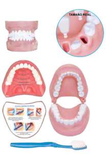 DENTADURA EDUCATIVA DENTADURA EDUCATIVA