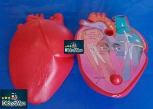 MAQUETA DEL CORAZON HUMANO 