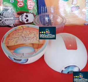 MAQUETA DEL OJO HUMANO 